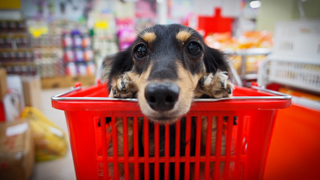 Very good boy does very good grocery delivery job